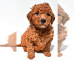 Small #44 Goldendoodle mix (+ Poodle Miniature)