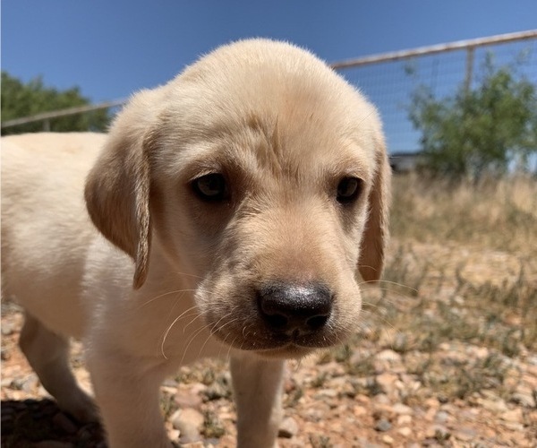 Medium Photo #3 Labrador Retriever Puppy For Sale in HEREFORD, AZ, USA