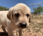 Small Photo #3 Labrador Retriever Puppy For Sale in HEREFORD, AZ, USA