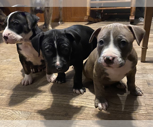 American Pit Bull Terrier Puppy for sale in PONTIAC, MI, USA