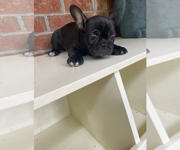 Medium Photo #12 French Bulldog Puppy For Sale in CLEVELAND, NC, USA