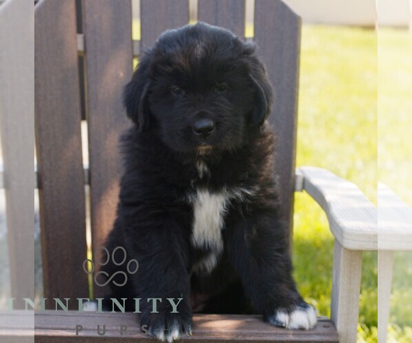 Medium Photo #1 Newfoundland Puppy For Sale in KINZERS, PA, USA