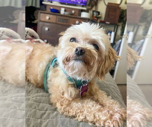 Shih-Poo Dogs for adoption in Corona, CA, USA