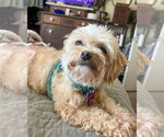 Small Shih-Poo