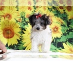 Birdie - Female Goldendoodle (Miniature) Puppy for Sale - Photo #28