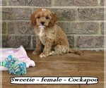 Image preview for Ad Listing. Nickname: Sweetie