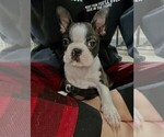 Small Photo #2 Boston Terrier Puppy For Sale in WINNSBORO, TX, USA