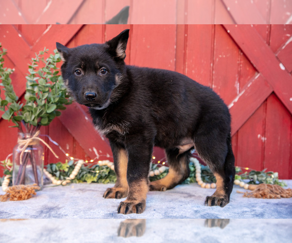 Medium Photo #13 German Shepherd Dog Puppy For Sale in GREENWICH, OH, USA