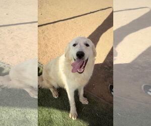 Great Pyrenees-Unknown Mix Dogs for adoption in Hamilton, MT, USA