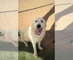 Small Great Pyrenees Mix
