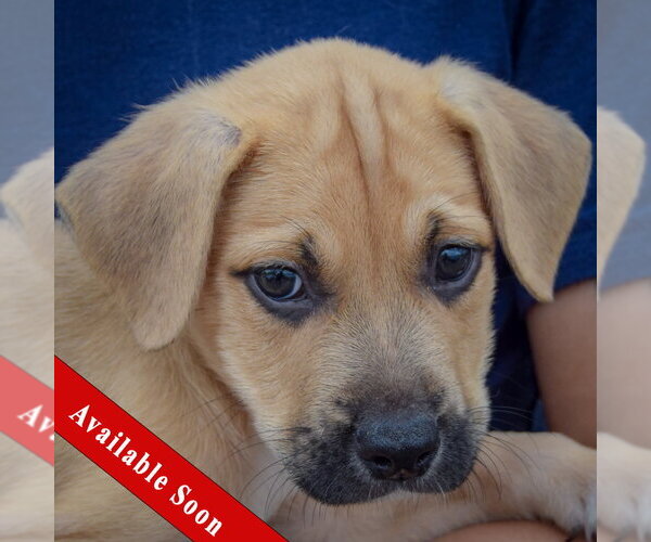 Medium Photo #1 American Staffordshire Terrier-German Shepherd Dog Mix Puppy For Sale in Huntley, IL, USA