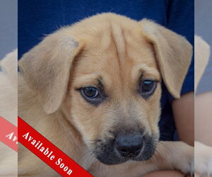American Staffordshire Terrier-German Shepherd Dog Mix Dogs for adoption in Huntley, IL, USA