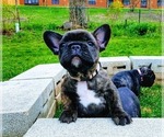 Small Photo #3 French Bulldog Puppy For Sale in ELGIN, IL, USA