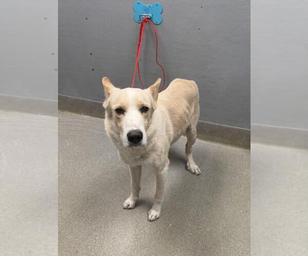 Medium Photo #1 German Shepherd Dog-Unknown Mix Puppy For Sale in Las Vegas, NV, USA