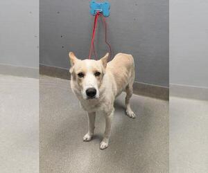 German Shepherd Dog Mix Dog for Adoption in Las Vegas, Nevada USA