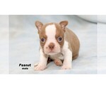 Small Photo #22 Boston Terrier Puppy For Sale in CLARE, MI, USA