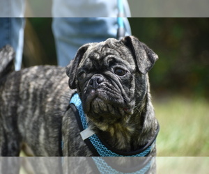 Pug Puppy for sale in PALM COAST, FL, USA