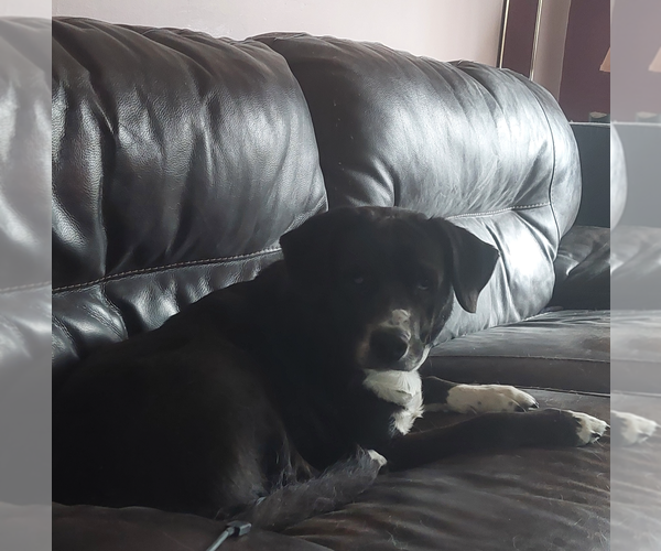 Medium Photo #1 Labrador Retriever-Unknown Mix Puppy For Sale in Gibbstown, NJ, USA