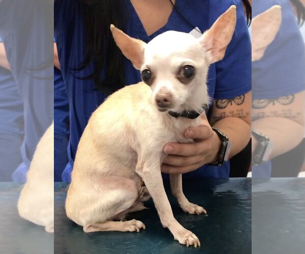 Medium Photo #4 Chihuahua Puppy For Sale in Lincolnwood, IL, USA