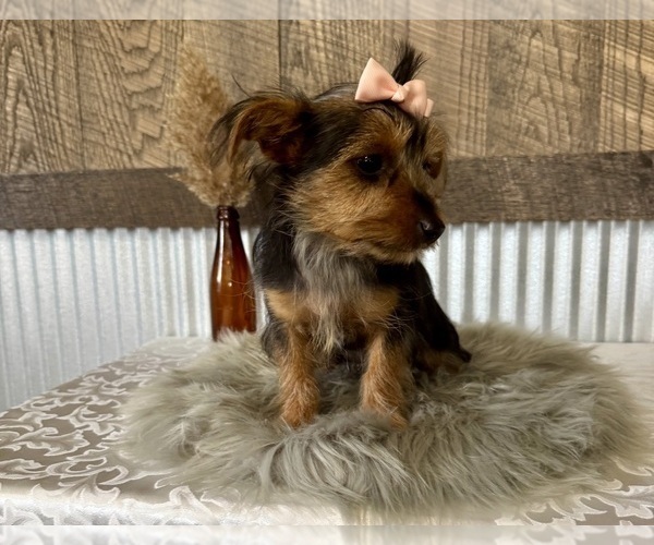 Medium Photo #9 Yorkshire Terrier Puppy For Sale in NAPPANEE, IN, USA
