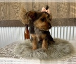 Small #8 Yorkshire Terrier