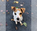 Martini *LOCAL* *MEET ME* - Female Rat Terrier-Unknown Mix Dog for Adoption - Small photo
