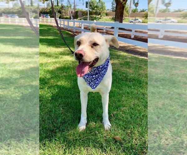 Medium Photo #9 Labrador Retriever-Unknown Mix Puppy For Sale in Dana Point, CA, USA