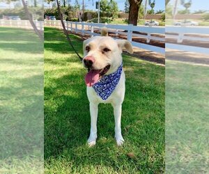 Maddy - Female Labrador Retriever-Unknown Mix Dog for Adoption - Photo #9