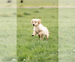 Golden Retriever Puppy for Sale in POWERS, Oregon USA