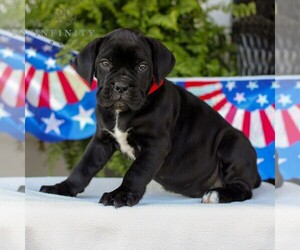 Cane Corso Puppy for Sale in GAP, Pennsylvania USA