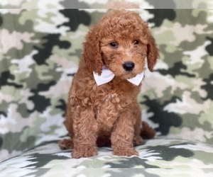Goldendoodle-Poodle (Miniature) Mix Puppy for sale in LAKELAND, FL, USA