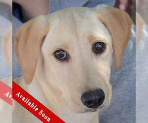 Mutt Dogs for adoption in Huntley, IL, USA