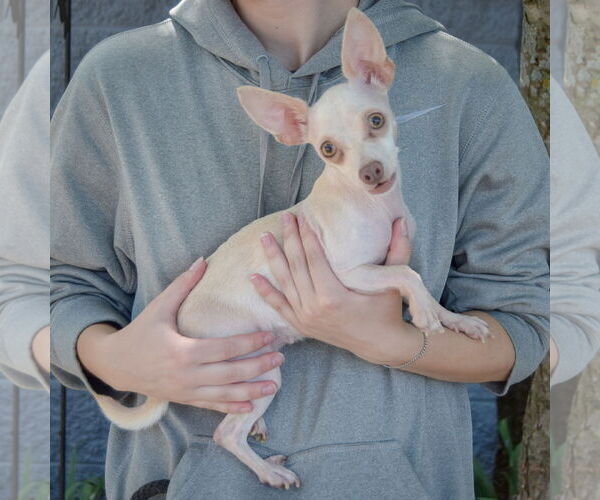 Medium Photo #2 Chihuahua Puppy For Sale in Huntley, IL, USA