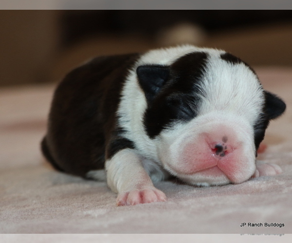 Medium Photo #1 Boston Terrier Puppy For Sale in WINNSBORO, TX, USA