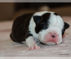 Boston Terrier Puppy for sale in WINNSBORO, TX, USA