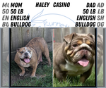Small Photo #19 English Bulldog Puppy For Sale in GOSHEN, IN, USA