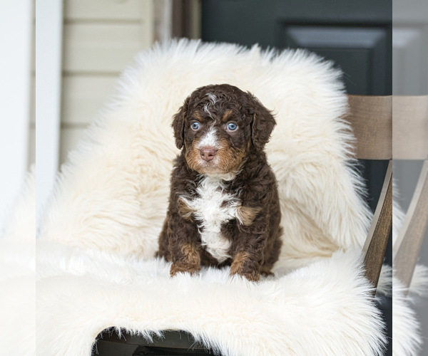Medium Photo #5 Bernedoodle Puppy For Sale in FREDERICKSBURG, OH, USA