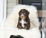 Small #4 Bernedoodle