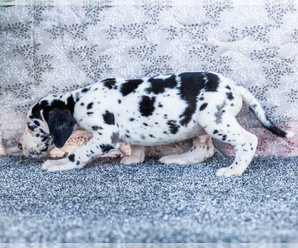 Medium Photo #8 Great Dane Puppy For Sale in WAKARUSA, IN, USA