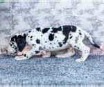 Small #6 Great Dane