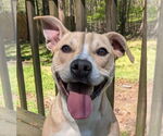 Small #4 American Pit Bull Terrier-Rat Terrier Mix