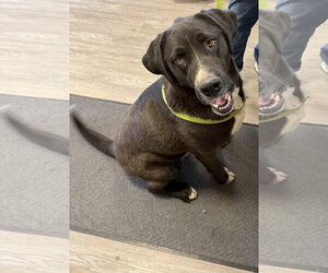 Mutt Dogs for adoption in Emmett, ID, USA