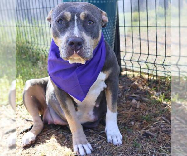 Medium Photo #2 American Staffordshire Terrier-Unknown Mix Puppy For Sale in San Antonio, TX, USA