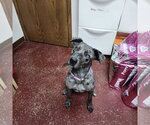 Small #9 Catahoula Leopard Dog Mix