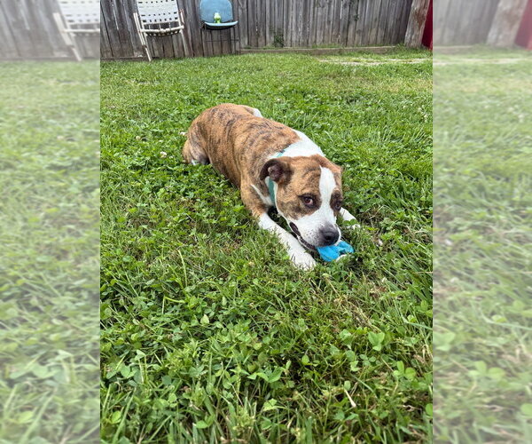 Medium Photo #6 Boxer-Unknown Mix Puppy For Sale in Richmond, IN, USA