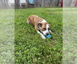 Small #5 Boxer Mix