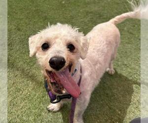 Maltese-Unknown Mix Dogs for adoption in Las Vegas, NV, USA