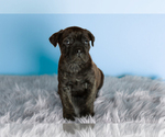Small Photo #3 Cane Corso Puppy For Sale in BOURBON, IN, USA