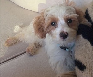 Maltipoo (Toy) Puppy for Sale in MADISON, Wisconsin USA