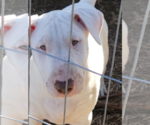 Small Photo #7 Bull Terrier Puppy For Sale in LONG BEACH, CA, USA